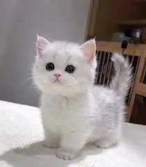 Cute Cat